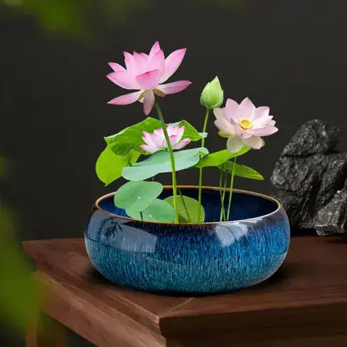 Florea / SEMILLAS FLOR DE LOTO® – Importaciones prime