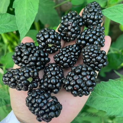 Florea / Semillas de mora gigante®
