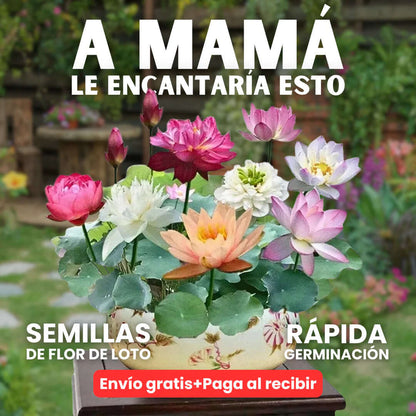 Florea / SEMILLAS FLOR DE LOTO® – Importaciones prime