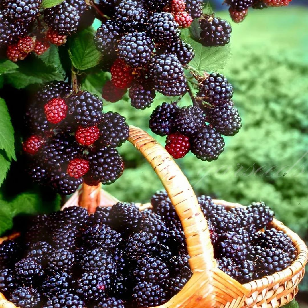Florea / Semillas de mora gigante®