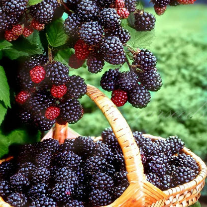 Florea / Semillas de mora gigante®