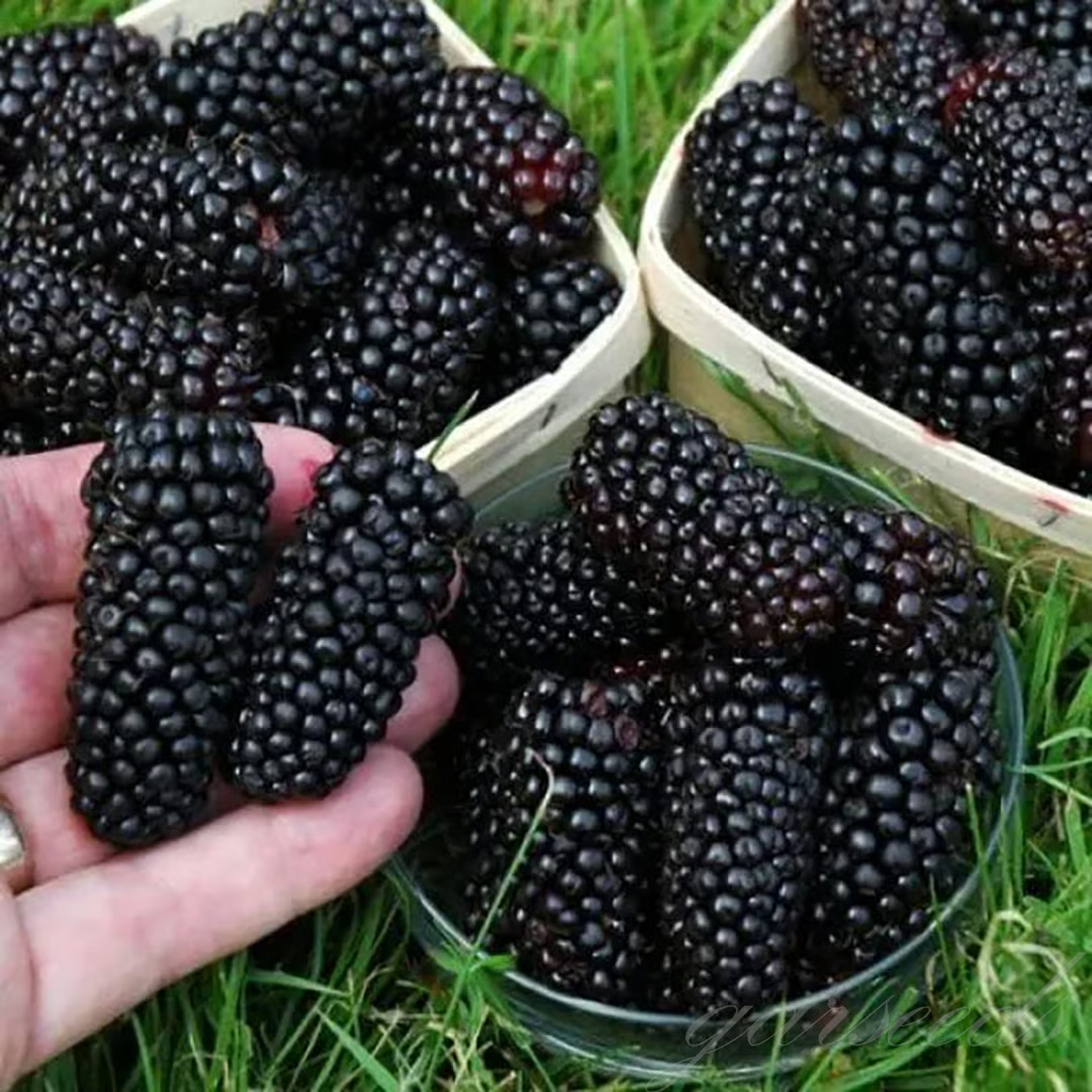 Florea / Semillas de mora gigante®