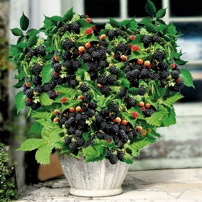 Florea / Semillas de mora gigante®