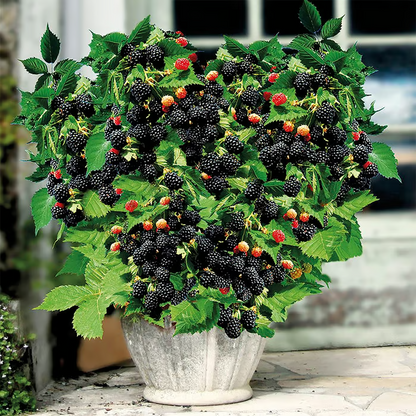 Florea / Semillas de mora gigante®
