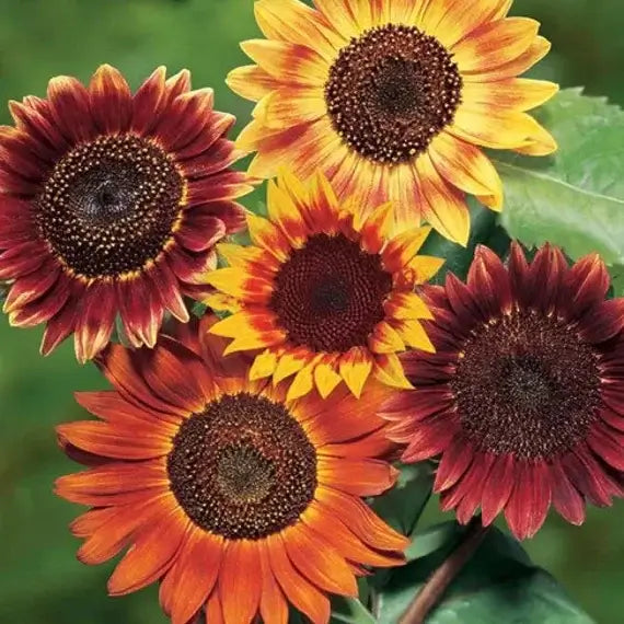 Florea / SEMILLAS GIRASOL ROJO® – Importaciones prime